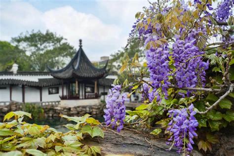 苏州北有什麼好玩的 可以去賞花的賞花地